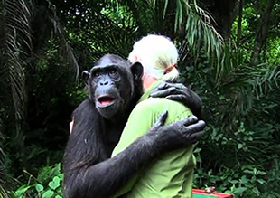 La scimpanzè Wounda è arrivata al Jane Goodall Institute del Congo in fin di vita a causa dell'uccisione della madre per mano dei bracconieri. Dopo la riabilitazione è stata rimessa in libertà nell'isola di Tchindzoulou. Questo è il suo commovente abbraccio a Jane Goodall nel momento della sua liberazione