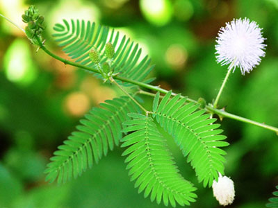  Se vengono toccate le foglie della "sensitiva", la pianta le richiude per reazione, mostrando che i vegetali hanno un loro sistema nervoso in grado di reagire all'ambiente esterno 