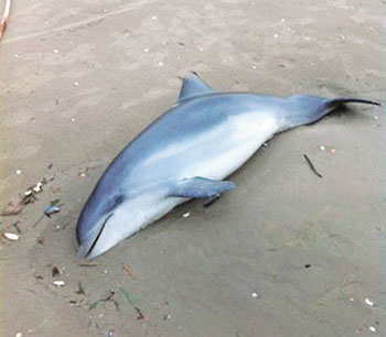 Uno dei 15 delfini spiaggiati nella costa Toscana nel febbraio 2013 a causa di una infezione provocata dal batterio photobacterium damselae che può causare la sindrome emolitica e lesioni ulcerative