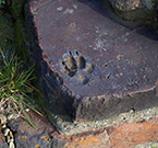 Impronta di un cane di duemila anni fa a Torino