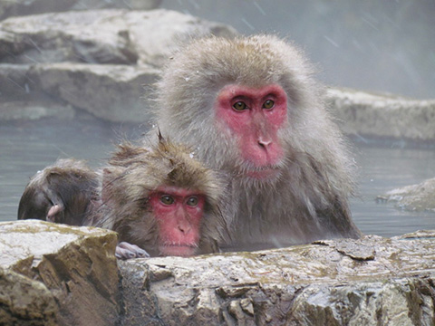 Le macache faccia rossa negli onsen, le stazioni termali giapponesi, nel parco montano di Jigokudani 