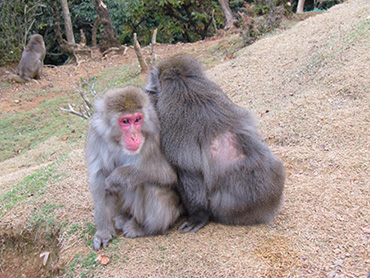 The macaques of Iwatayama Park seem stressed from the presence of the visitors 