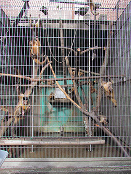 Japan Monkey Centre, several monkeys all together in tiny cages, old and smelly 