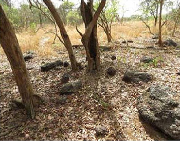 Uno dei luoghi considerati sacri dagli scimpanzè del centro Africa dove vengono depositate pietre a evidente scopo rituale 
