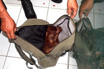 Salvataggio di un piccolo di Orangutan occultato in aeroporto a Bangkok 