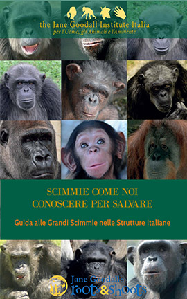 La guida “Scimmie come noi – Conoscere per salvare” pubblicata da “The Jane Goodall Institute Italia” è un prezioso manuale per la conoscenza delle grandi scimmie nelle strutture italiane e contiene molti approfondimenti per esplorare ed approfondire il mondo dei primati 