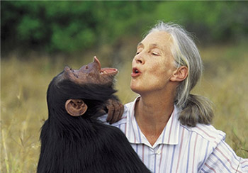 Jane Goodall, la più nota primatologa del mondo, è fondatrice dell’ente internazionale Jane Goodall Institute per lo studio e la protezione dei primati in diverse zone del pianeta 