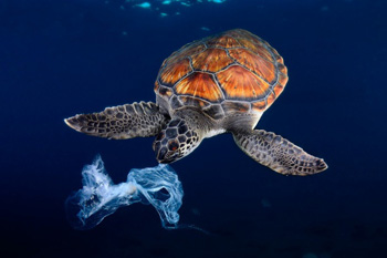  Le tartarughe marine in alcuni casi mangiano la plastica che scambiano come meduse