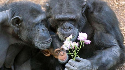 Una famiglia di scimpanzé