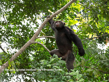 Lousingo, uno scimpanzè ospitato nel Santuario Tchimpounga, Congo, il più vasto centro di riabilitazione per scimpanzé dell’Africa. I santuari del Jane Goodall Institute ospitano scimpanzé sradicati dal loro ambiente naturale, orfani, traumatizzati e salvati dal mercato illegale