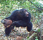 Lo scimpanzè intento a depositare la sua pietra nel tronco cavo di uno degli alberi dell'area da essi deputata di forte significato simbolico.