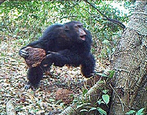 Lo scimpanzè intento a depositare la sua pietra nel tronco cavo di uno degli alberi dell'area da essi deputata di forte significato simbolico.