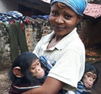 Deux chimpanzés orphelin dons leur leurs parents ont été tué par un groupe armé