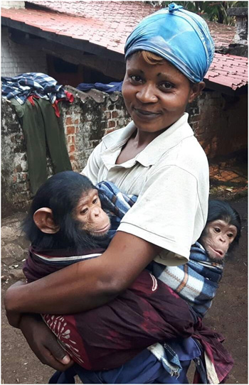 Due scimpanzé orfani i cui genitori sono stati uccisi da un gruppo armato, tra le braccia di una volontaria