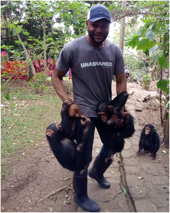 Scimpanzé orfani strappati dalle mani dei bracconieri