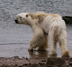  L’orso polare in fin di vita 