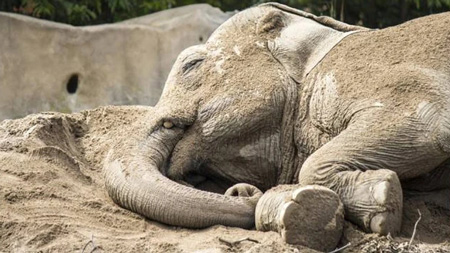 L'un des 14 éléphants d'Asie qui se sont saoulés dans le jardin d'une villa déserte en buvant 30 litres de vin de maïs