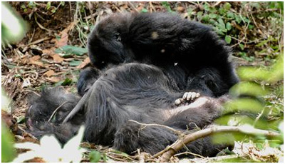 I gorilla si siedono a fianco al cadavere, la testa china