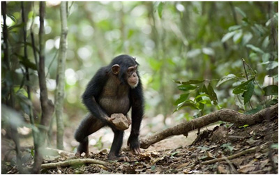 Uno scimpanzé reagisce in maniera aggressiva alla morte di un amico