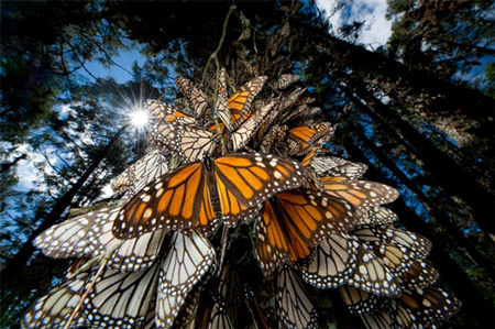 Le farfalle monarca che ogni anno giungono in Messico dagli dagli Stati Uniti per trascorrervi l'inverno sono gravemente minacciate dai danni dell'agricoltura intensiva