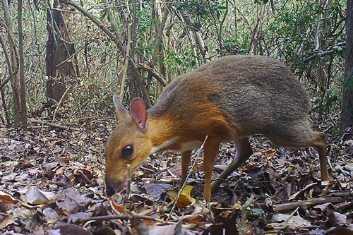 Cervo Topo del Vietnam (Credit: Southern Institute of Ecology. Global Wildlife Conservation. Leibniz Institute for Zoo and Wildlife Research)
