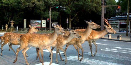 Nel periodo del lockdown gli animali si sono riappropriati degli spazi che finora gli erano negati.  Cervi giapponesi a passeggio nella città di Nara