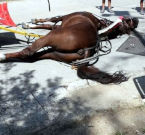 Il cavallo morto alla Reggia di Caserta, stremato sotto il sole di agosto