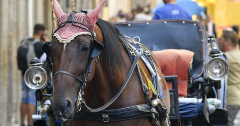 Le “botticelle”, carrozzelle per turisti trainate da cavalli presenti in molte città italiane, duramente contestate dagli animalisti