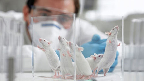 Vivisezione, sperimentazione animale… qual è la differenza?