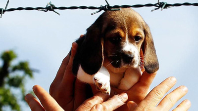  La liberazione dei beagle di Green Hill, un altro caso che ha fatto scalpore 