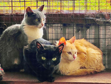 Alcuni gatti ospiti del rifugio