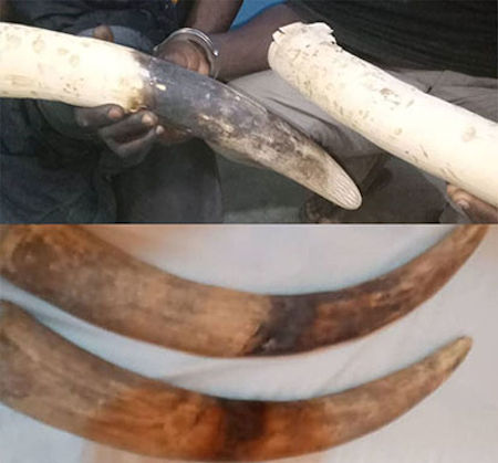 Des ivoires d'éléphants saisis dans le Nord du Bénin
