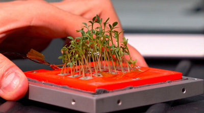 Coltivazione di micro-piante nello spazio col progetto GreenCube (foto Enea)
