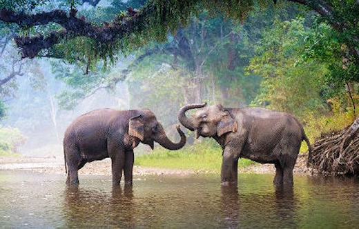 Elefanti nella Riserva Naturale di Mengyang