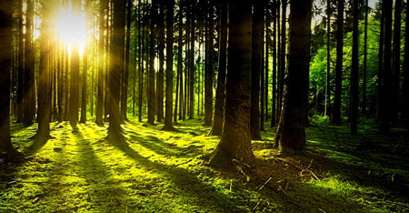  Le Foreste sono considerate forme di vita sia dall’Ecologia Profonda e sia dall’Ecospiritualità 