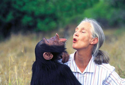 L’antropologa Jane Goodall ha trascorso 40 anni fra gli scimpanzé