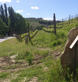 Le stele collocate tra i filari