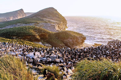 West Island, Isole Falkland, colonia di Albatros