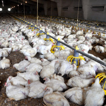 Allevamento intensivo di polli Broiler