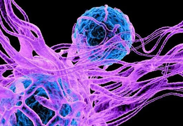 È ormai evidente che i cibi di derivazione animale sono alti fattori di rischio per lo sviluppo di patologie cardiovascolari, metaboliche, tumorali, allergiche, neoplastiche e cognitive