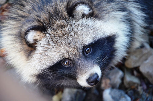 Il Cane Procione o Nittereute, in giapponese Tanuki (Foto: Bernd Schwabe in Hannover) - Creative Commons Attribuzione-Condividi allo stesso modo 3.0 Unported