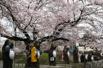 Alcune delle 22 statue di Tanuki nel viale d’ingresso al tempio di Morinji, durante lo Hanami, festa della fioritura dei ciliegi