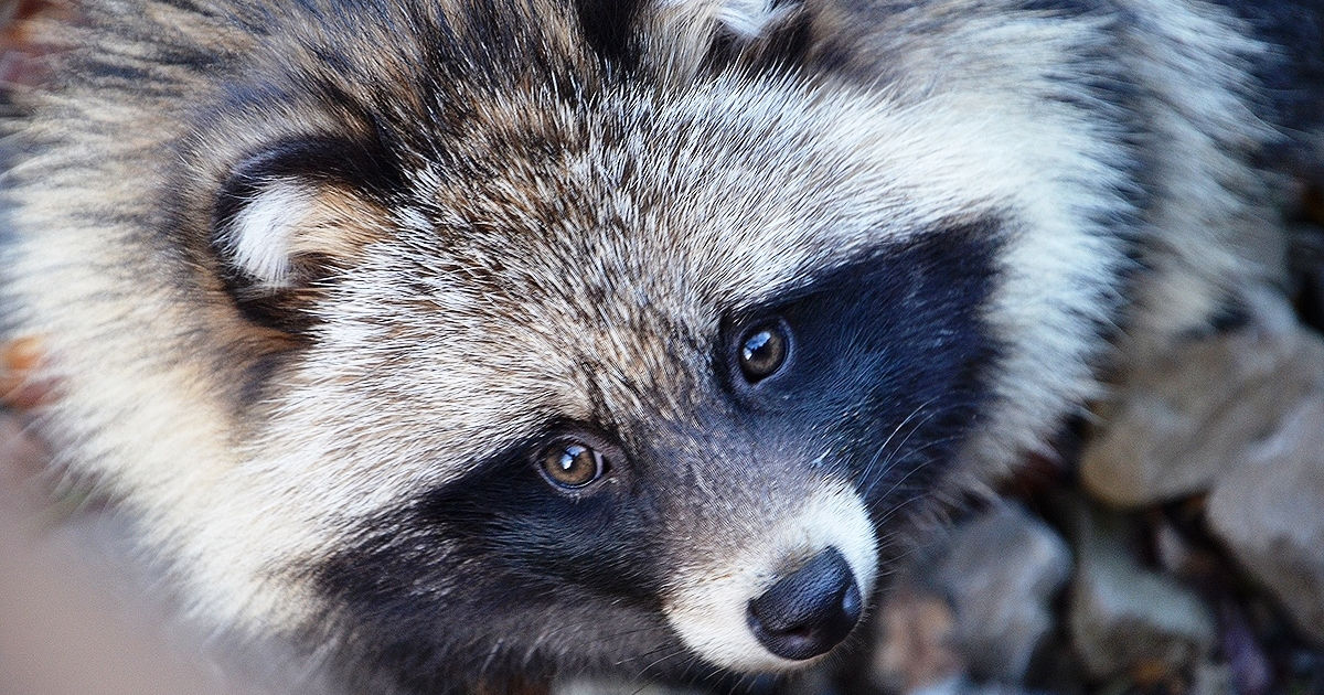 Il Cane Procione o Nittereute, in giapponese Tanuki - (Foto: Bernd Schwabe in Hannover)