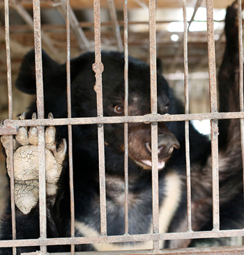 - Tu Do, l’ultimo orso della luna prigioniero nelle fattorie della bile di Son La, in Vietnam, liberato dall’associazione Four Paws