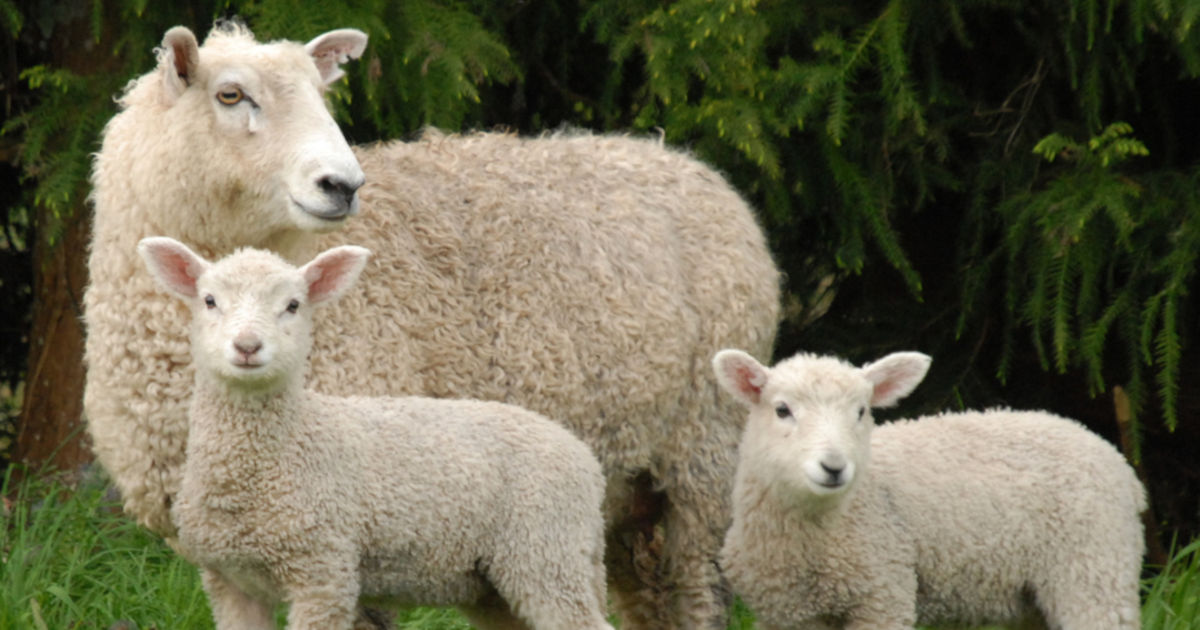 No agnelli a Pasqua, il Vegan fa la differenza