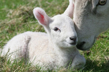 Un agnellino con la sua mamma, esseri senzienti e intelligenti