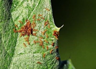 Aspetti controversi della Selezione Naturale