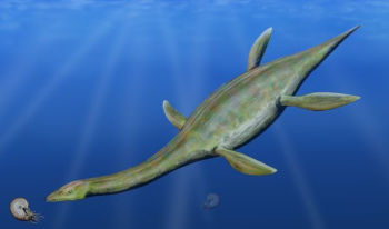 Riproduzione di Plesiosauro Copyright Nobu Tamura – Wikimedia Commons